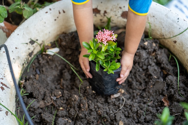 Little girl planting a ixora