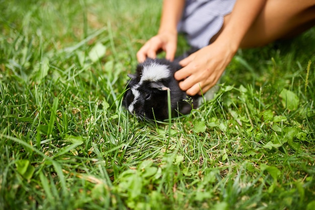 A little girl play with black guinea pig sitting outdoors in
summer