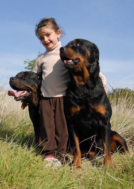 Little girl and rottweilers