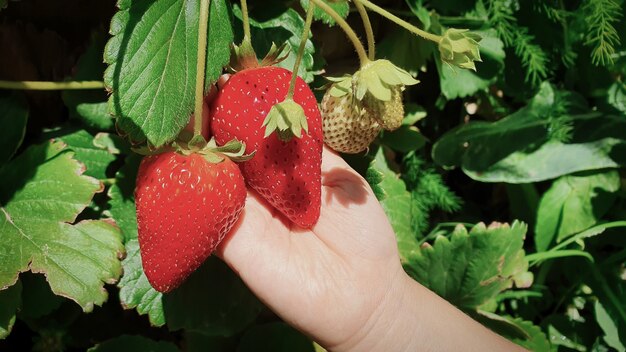 Little girl's hand holding strawberries