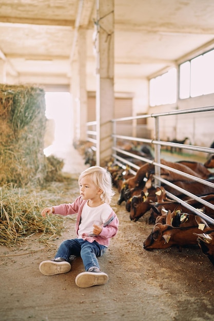 Foto la bambina si siede sul pavimento vicino a un pagliaio accanto alle capre che mangiano il grano