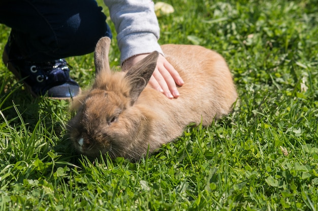 Little girl strocking brown rabbit outdoors