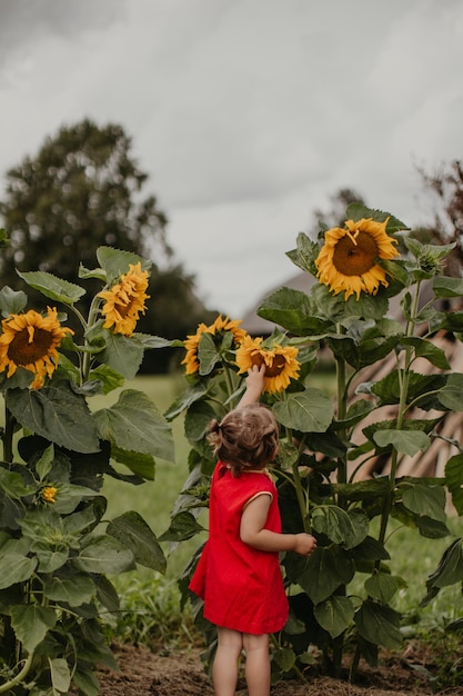 Little girl in sunflower field with red dress