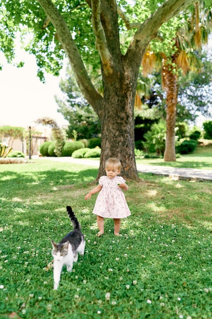 Little girl walks along a green lawn behind a cat against a background of a plane tree