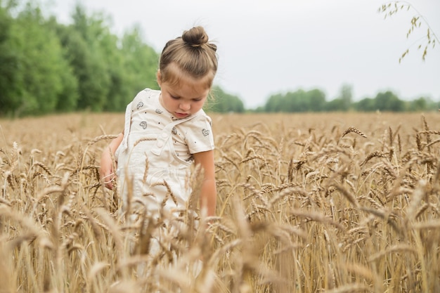 A little girl walks in the field and collects spikelets of wheat