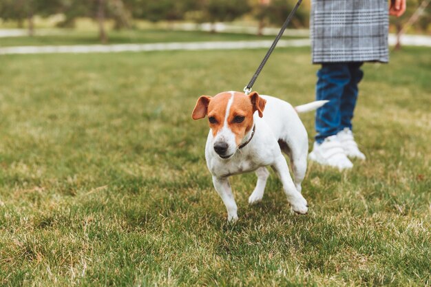 A little girl walks her dog in a city park a child plays with a\
jack russell terrier outdoors the concept of pet care