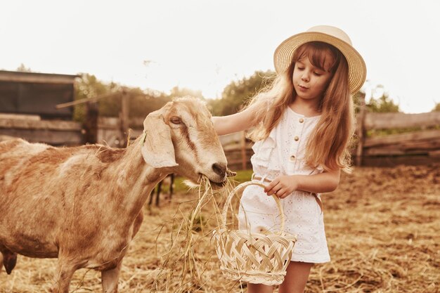 Little girl in white clothes is on the farm at summertime outdoors with goats