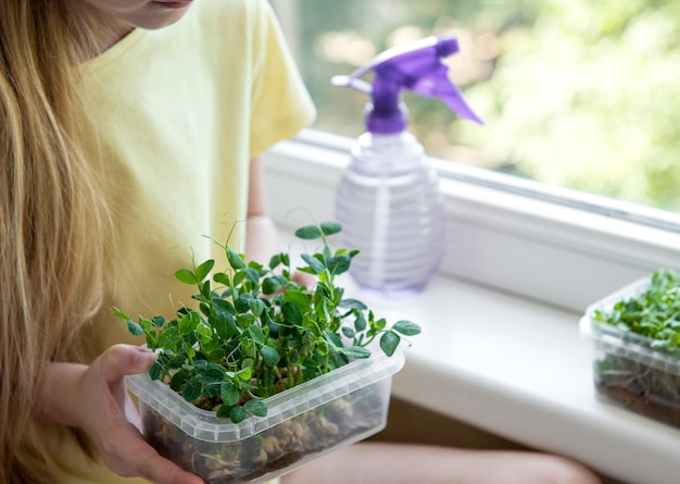 A little girl at the window watches how microgreen grow