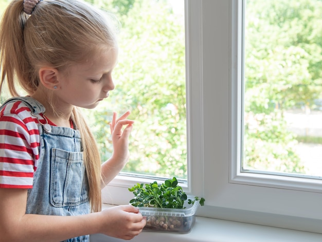 A little girl at the window watches how microgreen peas grow