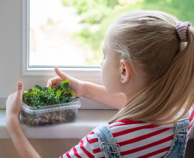 A little girl at the window watches how microgreen peas grow