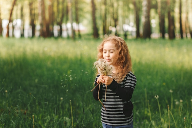 A little girl with curly hair blows on white dandelions in the summer in the park. Portrait of a large