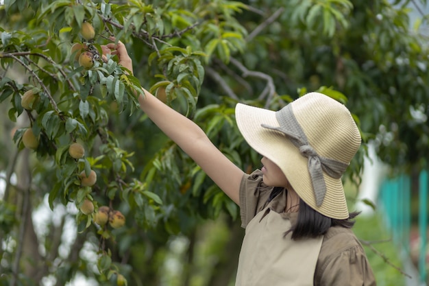 Little girl working picking peaches