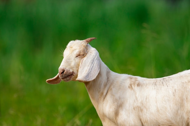 Little goat on the green meadow