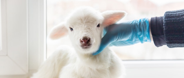 Foto piccola capra nelle mani di un veterinario per nutrire.