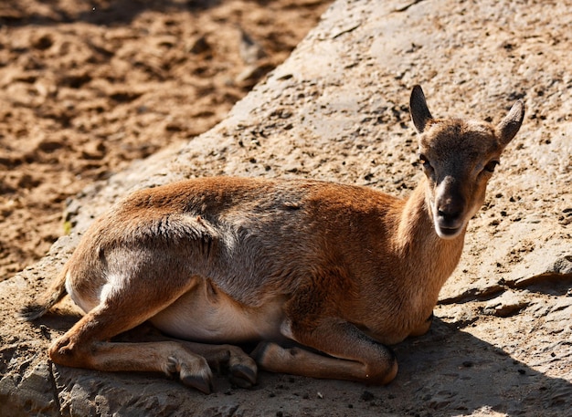 Little goat resting on warm stones