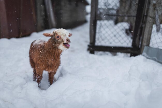 Little Goat In The Snow