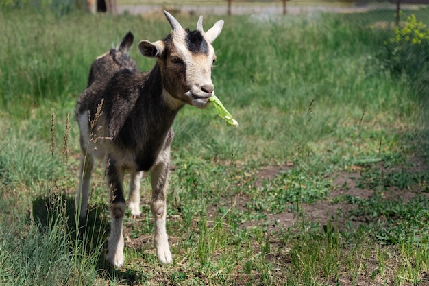 A little goat stands on a green meadow