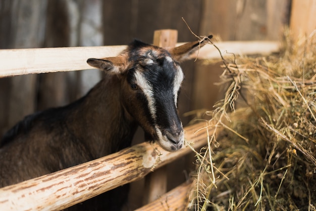 Little goatling inside a farm. Goat without horns by the wooden fence and with lots of hay