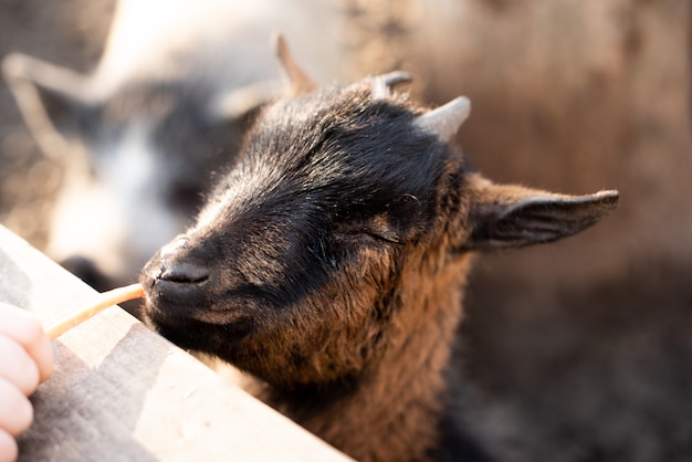 Little goats behind a fence