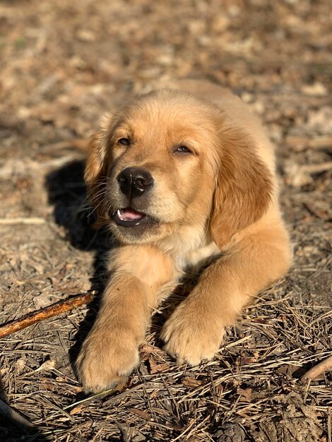 Piccolo cucciolo di golden retriever rosicchia un bastone sdraiato al sole nella foresta cane zenzero che mangia un bastone