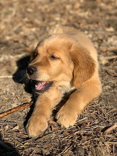 小さなゴールデンレトリバーの子犬が森の中で太陽の下で横たわっている棒をかじる生姜犬が棒を食べる