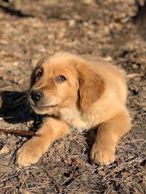 小さなゴールデンレトリバーの子犬が森の中で太陽の下で横たわっている棒をかじる生姜犬が棒を食べる