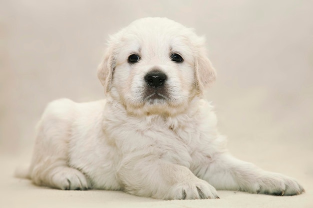 小さなゴールデンレトリバーの子犬はベッドカバーの上に横たわっています