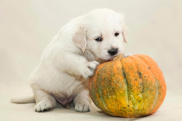 Foto piccolo cucciolo di golden retriever che gioca con una zucca