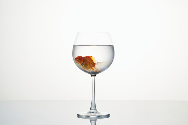 Little goldfish moving in wineglass of water
