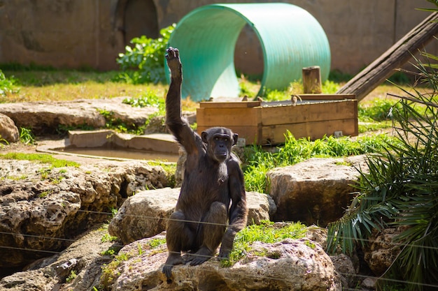 Little gorilla is bored at the zoo