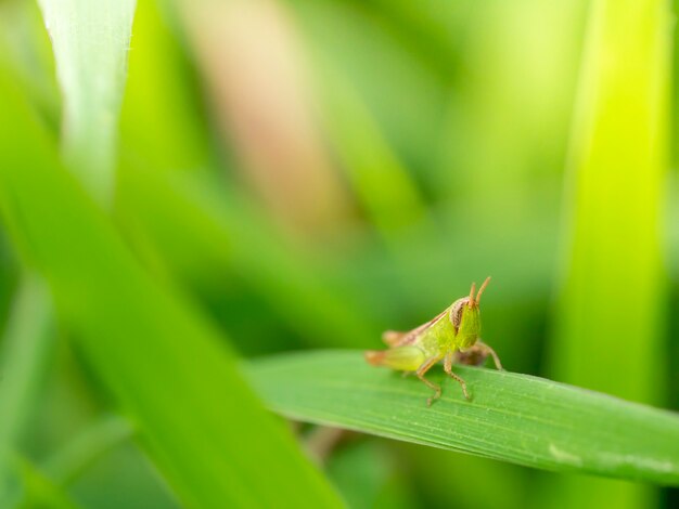 Little grasshopper on green leaves