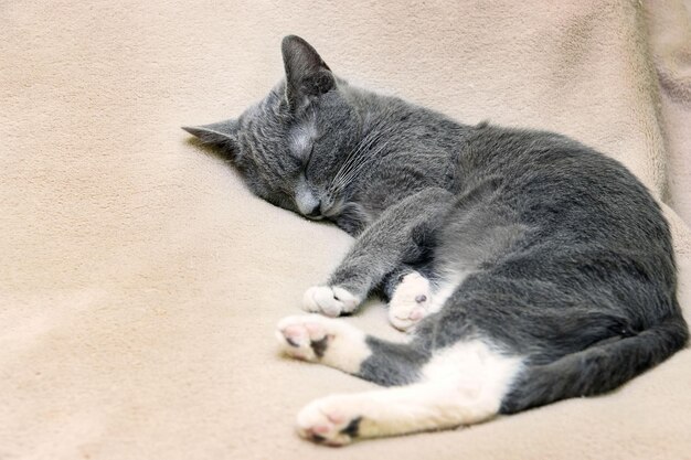 작은 회색 고양이가 침대에 달하게 잠을 자고