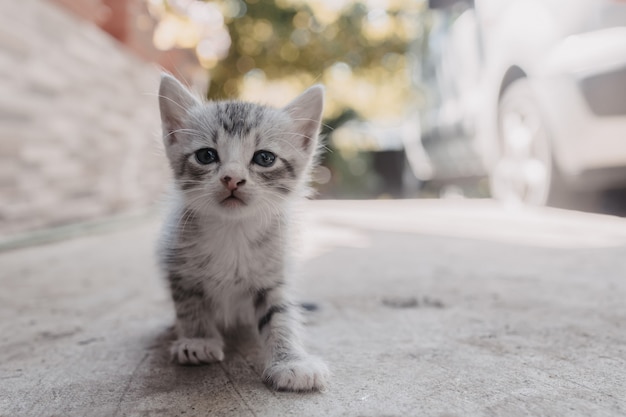 카메라를 찾고 파란 눈을 가진 작은 회색 고양이 거리에서 노는 작은 새끼 고양이 슬픈 새끼 고양이