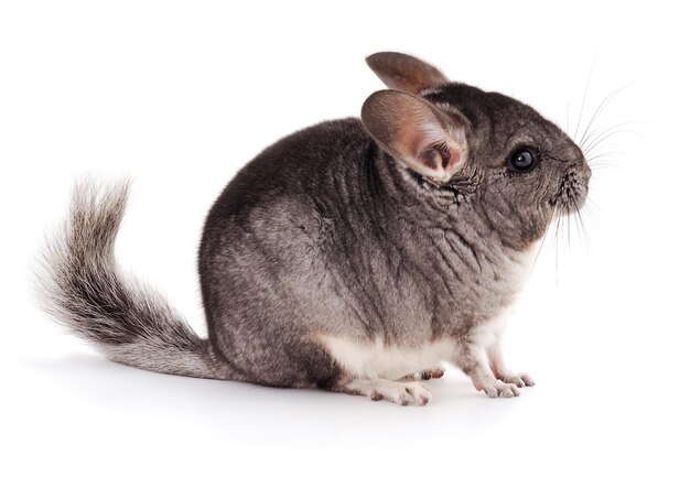 Little gray chinchilla isolated on white background