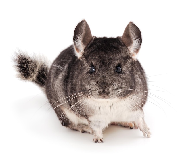 Photo little gray chinchilla