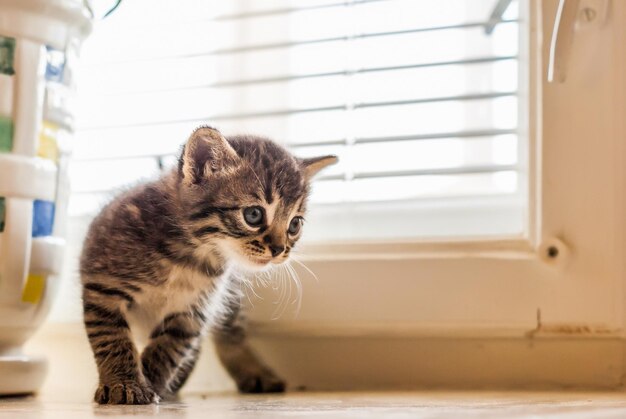 Little gray kitten on a light background Soft focus