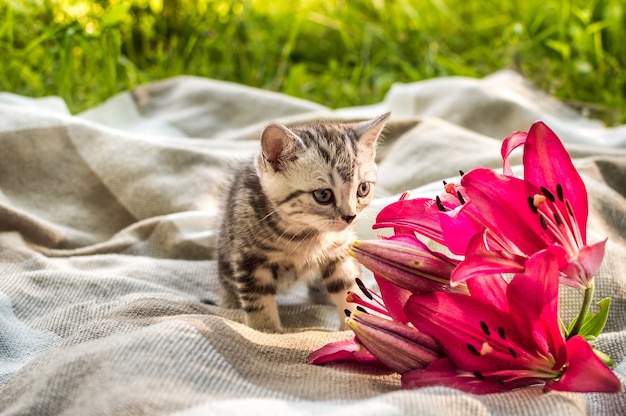 Piccolo gattino grigio su un plaid in un parco su erba verde con fiori di giglio.