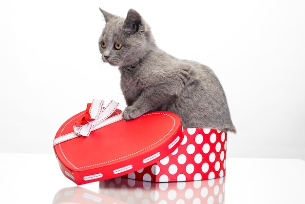 Little gray kitten in a red box