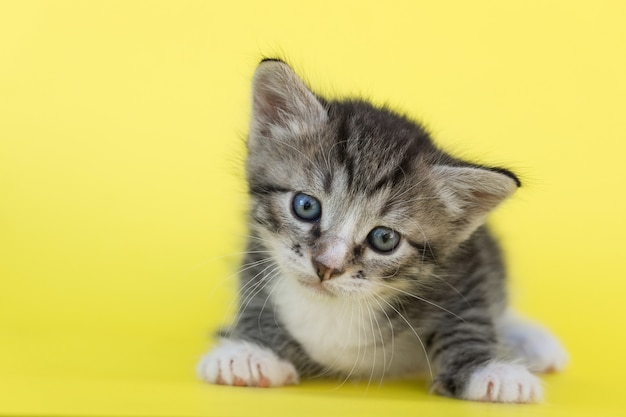 Little gray kitten