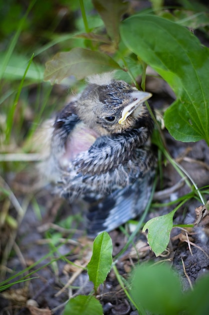 Little gray nestling in green grass, fell from the nest, lonely fledgling.