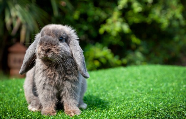 Little Gray rabbit on green grass in the garden.