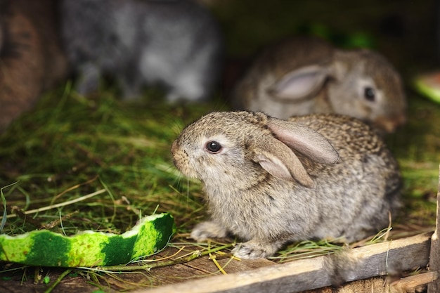 Little gray rabbit in the hayloft on the ranch Portrait of a furry animal closeup