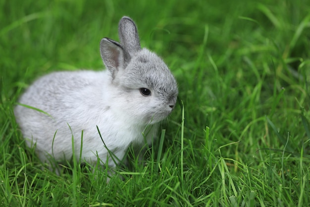 Фото Маленький серый кролик на зеленом лугу
