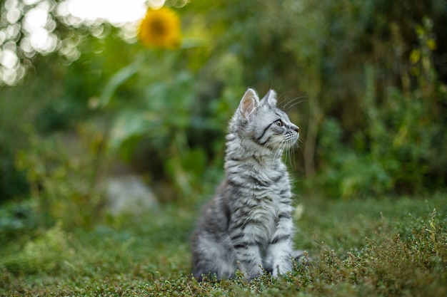 Little gray scared kitten for the first time on the street.