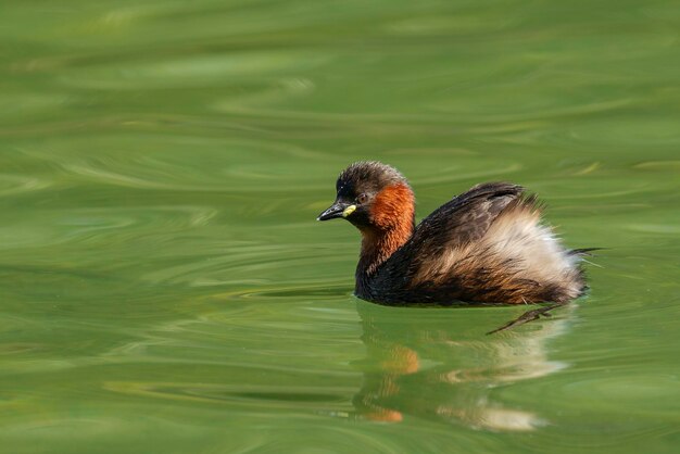 작은 농병 또는 dabchick Tachybaptus ruficollis 말라가 스페인