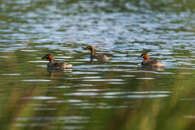 カイツブリのアヒルは自然の池で泳ぎます