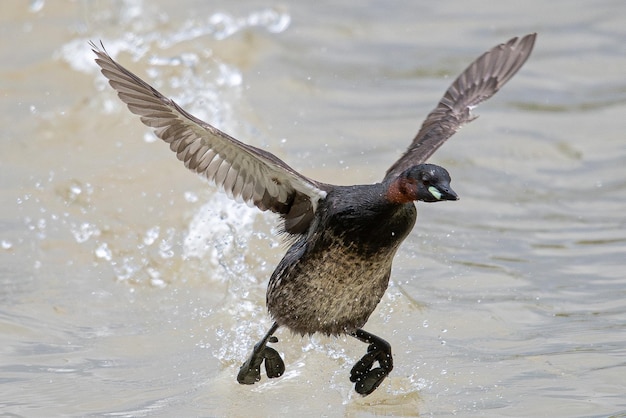 Foto il tuffetto tachybaptus ruficollis noto anche come dabchick in aiguamolls emporda girona spagna mediterranea