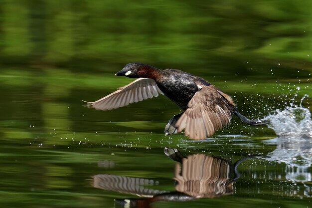 Фото Малая поганка tachybaptus ruficollis