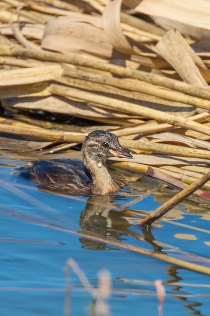 水中のカイツブリ（Tachybaptus ruficollis）