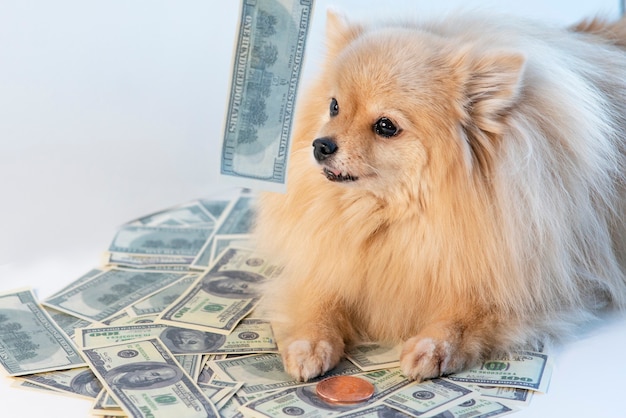 Маленькая жадная собачка и деньги, щенок померанского шпица, лежащий на деньгах, счетах, банкнотах в сто долларов и золотой монете. Экономия, концепция инвестиций. Жадность к деньгам, коммерциализм.